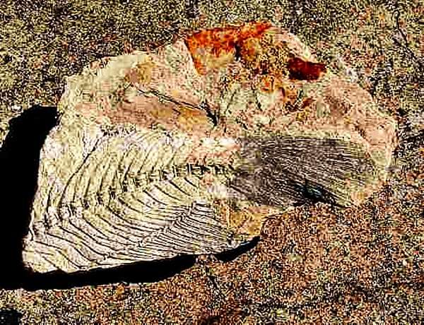 Pre-historic Fish Fossil