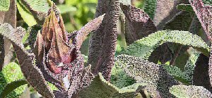 Purple Sage