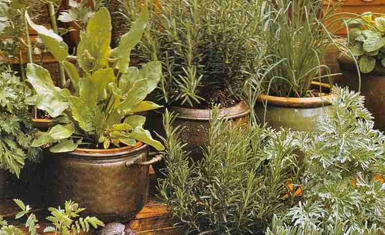 Herbal Plants