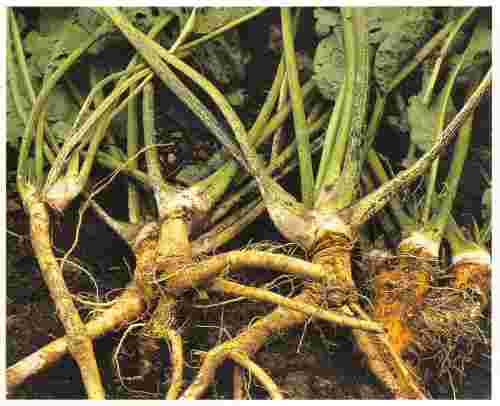 Horse Radish Root